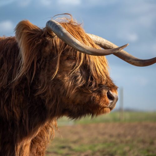 Sara_highland_cattle