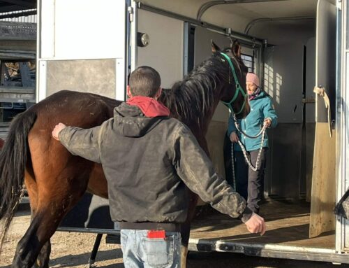 Des nouvelles des chevaux normands